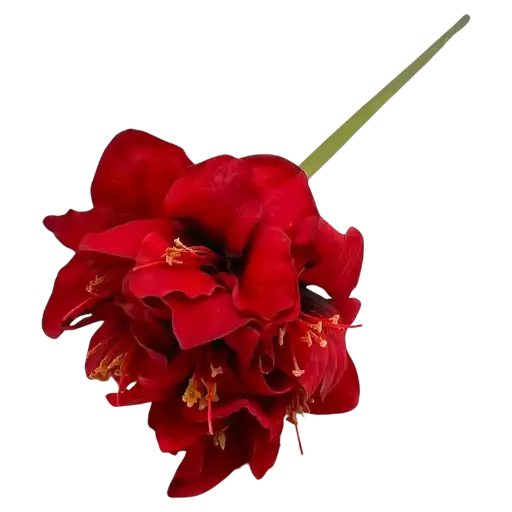 Amaryllis rot